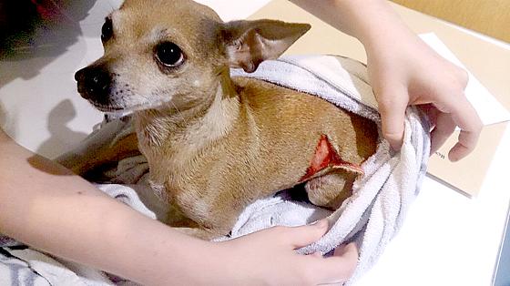 Der kleine Chihuahua musste in der Tierklinik Ismaning notoperiert werden.	Foto: privat