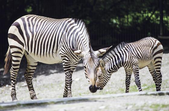 Die ersten Schritte auf der Außenanlage: Zebra-Mutter und -Fohlen fühlen sich sehr wohl im Münchner Tierpark. 	Foto: Tierpark Hellabrunn / Marc Müller