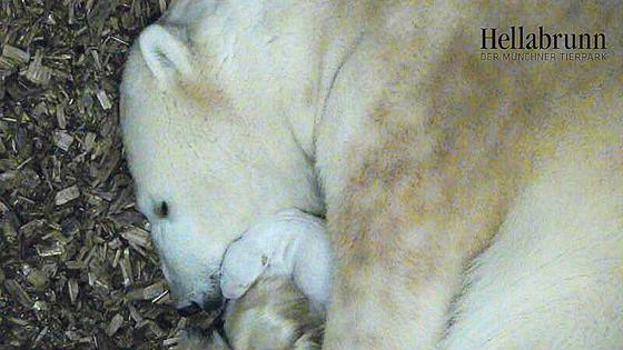 Eisbärin Giovanna kümmert sich liebevoll um ihr gesundes Jungtier.	F.: Tierpark