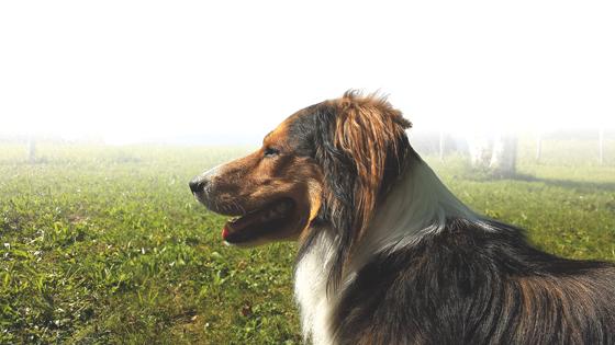 Der Hundeführerschein für Hundehalter soll einen Anreiz für ein besseres Miteinander schaffen. Foto: sd
