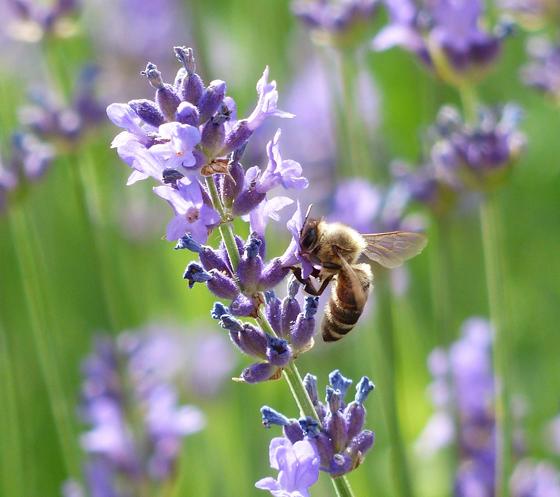 Die Wildbienen sind daheim in Haar. Foto: CCO