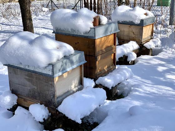 Die Bienenfreune Erding bieten im Februar einen dreiteiligen Kurs an, bei dem man lernen kann, was man als Imker alles zu tun hat. Foto: Bienenfreunde Erding